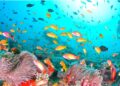 Scuba diving image