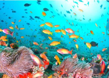 Scuba diving image